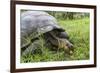 Wild Galapagos Giant Tortoise (Chelonoidis Nigra) Feeding-Michael Nolan-Framed Photographic Print