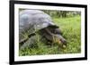 Wild Galapagos Giant Tortoise (Chelonoidis Nigra) Feeding-Michael Nolan-Framed Photographic Print