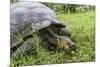 Wild Galapagos Giant Tortoise (Chelonoidis Nigra) Feeding-Michael Nolan-Mounted Photographic Print