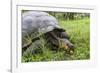 Wild Galapagos Giant Tortoise (Chelonoidis Nigra) Feeding-Michael Nolan-Framed Photographic Print