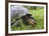 Wild Galapagos Giant Tortoise (Chelonoidis Nigra) Feeding-Michael Nolan-Framed Photographic Print