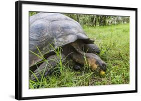 Wild Galapagos Giant Tortoise (Chelonoidis Nigra) Feeding-Michael Nolan-Framed Photographic Print