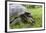 Wild Galapagos Giant Tortoise (Chelonoidis Nigra) Feeding-Michael Nolan-Framed Photographic Print