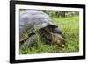 Wild Galapagos Giant Tortoise (Chelonoidis Nigra) Feeding-Michael Nolan-Framed Photographic Print