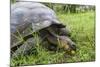 Wild Galapagos Giant Tortoise (Chelonoidis Nigra) Feeding-Michael Nolan-Mounted Photographic Print