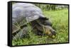 Wild Galapagos Giant Tortoise (Chelonoidis Nigra) Feeding-Michael Nolan-Framed Stretched Canvas