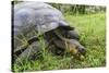 Wild Galapagos Giant Tortoise (Chelonoidis Nigra) Feeding-Michael Nolan-Stretched Canvas