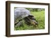 Wild Galapagos Giant Tortoise (Chelonoidis Nigra) Feeding-Michael Nolan-Framed Photographic Print