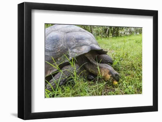 Wild Galapagos Giant Tortoise (Chelonoidis Nigra) Feeding-Michael Nolan-Framed Photographic Print