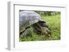 Wild Galapagos Giant Tortoise (Chelonoidis Nigra) Feeding-Michael Nolan-Framed Photographic Print