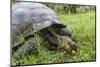 Wild Galapagos Giant Tortoise (Chelonoidis Nigra) Feeding-Michael Nolan-Mounted Photographic Print