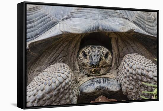 Wild Galapagos Giant Tortoise (Chelonoidis Nigra) in Urbina Bay-Michael Nolan-Framed Stretched Canvas