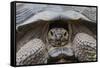 Wild Galapagos Giant Tortoise (Chelonoidis Nigra) in Urbina Bay-Michael Nolan-Framed Stretched Canvas