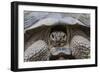 Wild Galapagos Giant Tortoise (Chelonoidis Nigra) in Urbina Bay-Michael Nolan-Framed Photographic Print