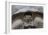 Wild Galapagos Giant Tortoise (Chelonoidis Nigra) in Urbina Bay-Michael Nolan-Framed Photographic Print