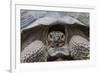 Wild Galapagos Giant Tortoise (Chelonoidis Nigra) in Urbina Bay-Michael Nolan-Framed Photographic Print