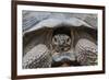 Wild Galapagos Giant Tortoise (Chelonoidis Nigra) in Urbina Bay-Michael Nolan-Framed Photographic Print