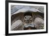 Wild Galapagos Giant Tortoise (Chelonoidis Nigra) in Urbina Bay-Michael Nolan-Framed Photographic Print