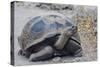 Wild Galapagos Giant Tortoise (Chelonoidis Nigra) in Urbina Bay-Michael Nolan-Stretched Canvas