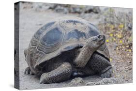 Wild Galapagos Giant Tortoise (Chelonoidis Nigra) in Urbina Bay-Michael Nolan-Stretched Canvas