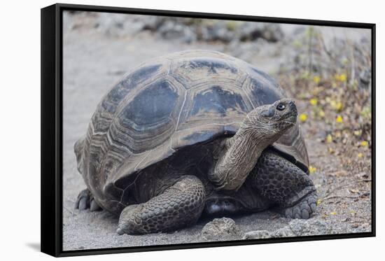 Wild Galapagos Giant Tortoise (Chelonoidis Nigra) in Urbina Bay-Michael Nolan-Framed Stretched Canvas