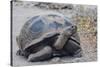 Wild Galapagos Giant Tortoise (Chelonoidis Nigra) in Urbina Bay-Michael Nolan-Stretched Canvas