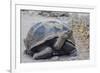 Wild Galapagos Giant Tortoise (Chelonoidis Nigra) in Urbina Bay-Michael Nolan-Framed Photographic Print