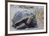 Wild Galapagos Giant Tortoise (Chelonoidis Nigra) in Urbina Bay-Michael Nolan-Framed Photographic Print