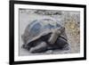 Wild Galapagos Giant Tortoise (Chelonoidis Nigra) in Urbina Bay-Michael Nolan-Framed Photographic Print