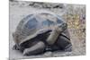 Wild Galapagos Giant Tortoise (Chelonoidis Nigra) in Urbina Bay-Michael Nolan-Mounted Photographic Print