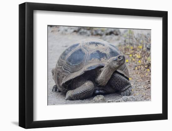 Wild Galapagos Giant Tortoise (Chelonoidis Nigra) in Urbina Bay-Michael Nolan-Framed Photographic Print