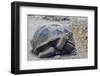 Wild Galapagos Giant Tortoise (Chelonoidis Nigra) in Urbina Bay-Michael Nolan-Framed Photographic Print
