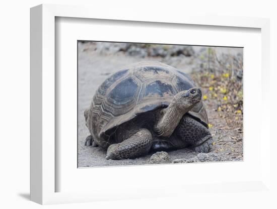 Wild Galapagos Giant Tortoise (Chelonoidis Nigra) in Urbina Bay-Michael Nolan-Framed Photographic Print