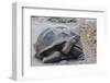 Wild Galapagos Giant Tortoise (Chelonoidis Nigra) in Urbina Bay-Michael Nolan-Framed Photographic Print