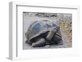 Wild Galapagos Giant Tortoise (Chelonoidis Nigra) in Urbina Bay-Michael Nolan-Framed Photographic Print