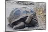 Wild Galapagos Giant Tortoise (Chelonoidis Nigra) in Urbina Bay-Michael Nolan-Mounted Photographic Print