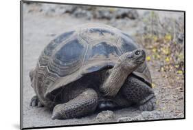 Wild Galapagos Giant Tortoise (Chelonoidis Nigra) in Urbina Bay-Michael Nolan-Mounted Photographic Print