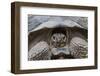 Wild Galapagos Giant Tortoise (Chelonoidis Nigra) in Urbina Bay-Michael Nolan-Framed Photographic Print