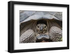 Wild Galapagos Giant Tortoise (Chelonoidis Nigra) in Urbina Bay-Michael Nolan-Framed Photographic Print