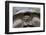 Wild Galapagos Giant Tortoise (Chelonoidis Nigra) in Urbina Bay-Michael Nolan-Framed Photographic Print