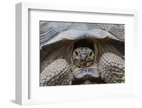 Wild Galapagos Giant Tortoise (Chelonoidis Nigra) in Urbina Bay-Michael Nolan-Framed Photographic Print