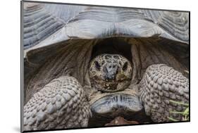 Wild Galapagos Giant Tortoise (Chelonoidis Nigra) in Urbina Bay-Michael Nolan-Mounted Photographic Print