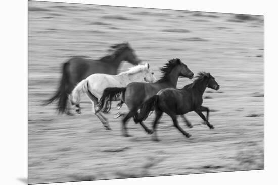 Wild Gallop-Matt Roseveare-Mounted Giclee Print