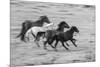 Wild Gallop-Matt Roseveare-Mounted Giclee Print