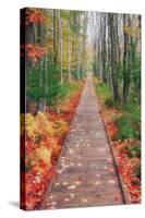 Wild Garden of Acadia Path-Vincent James-Stretched Canvas