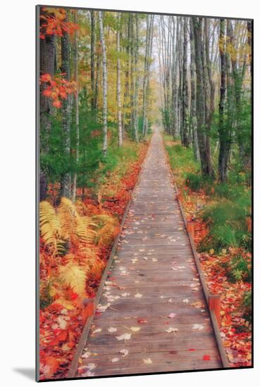 Wild Garden of Acadia Path-Vincent James-Mounted Photographic Print