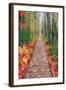 Wild Garden of Acadia Path-Vincent James-Framed Photographic Print