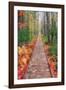 Wild Garden of Acadia Path-Vincent James-Framed Photographic Print