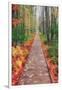 Wild Garden of Acadia Path-Vincent James-Framed Photographic Print