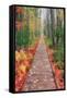 Wild Garden of Acadia Path-Vincent James-Framed Stretched Canvas